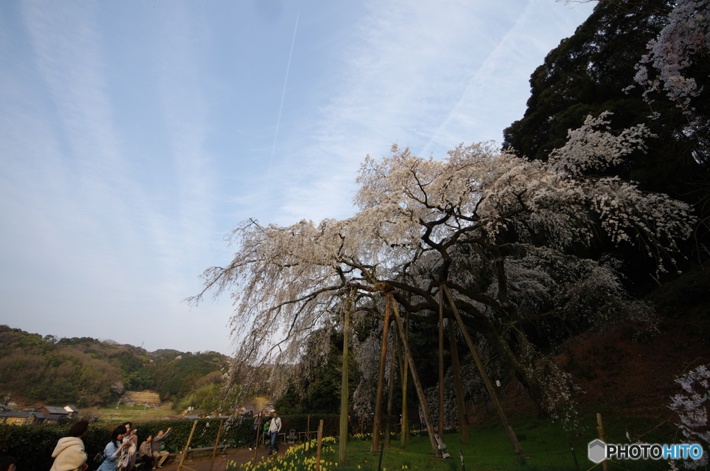 奥山田枝垂れ桜