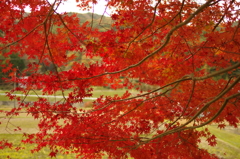 寄り道で発見　紅葉ピーク