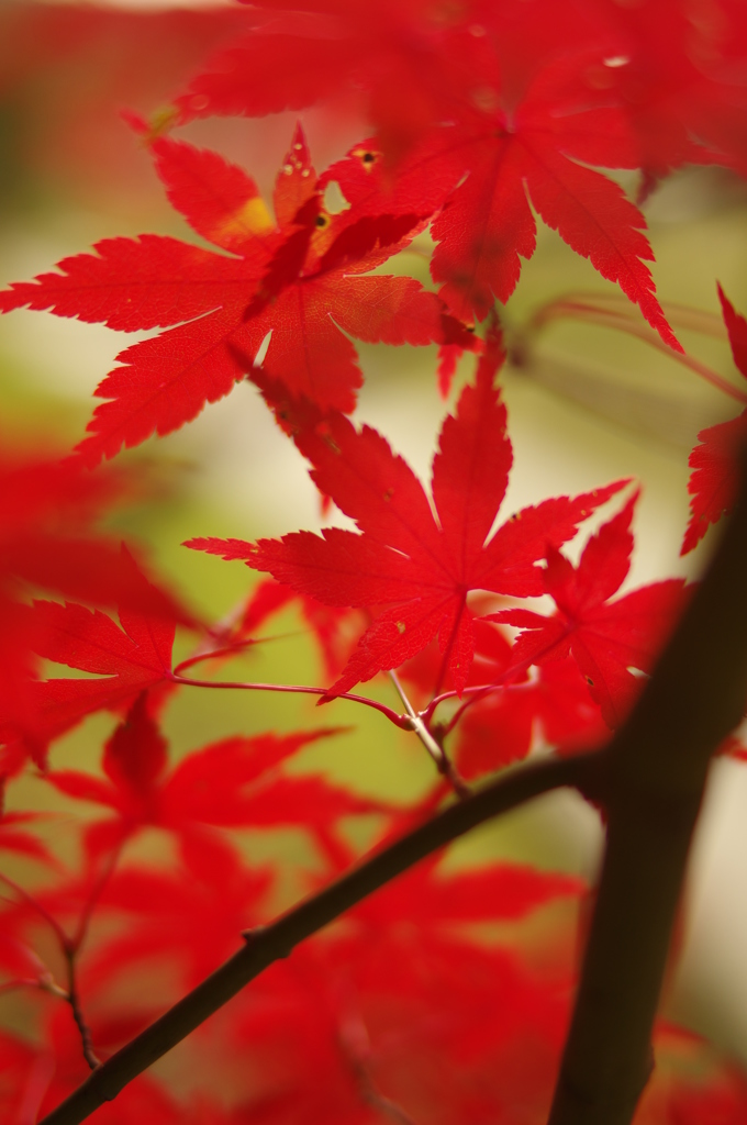 真っ赤に紅葉　