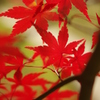 真っ赤に紅葉　
