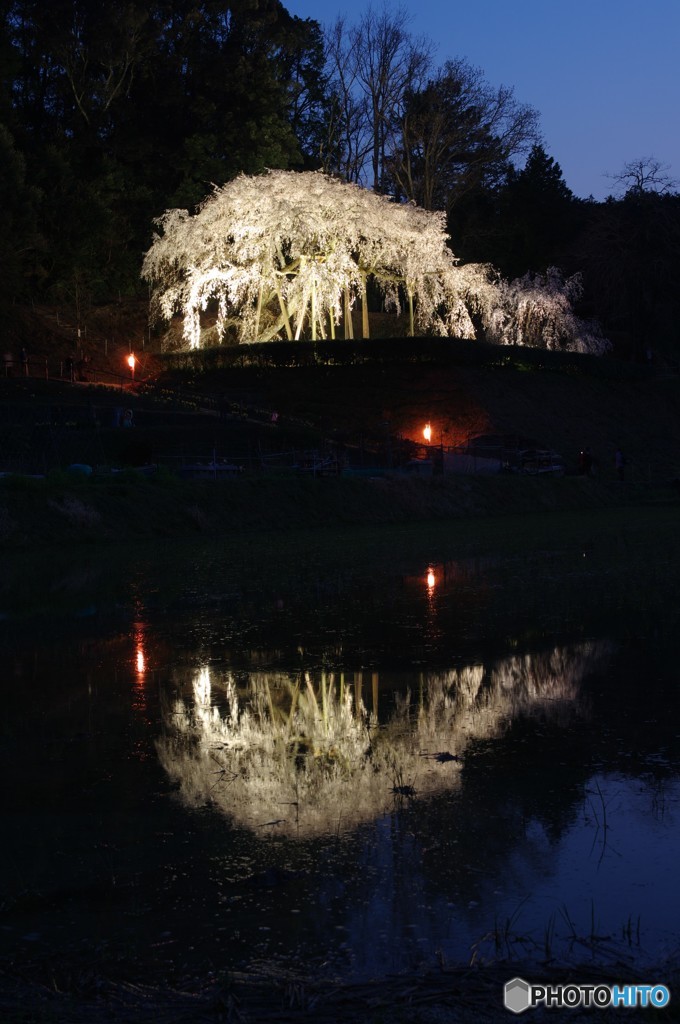 奥山田枝垂れ桜 夜桜