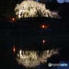 奥山田枝垂れ桜 夜桜