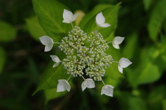 紫陽花