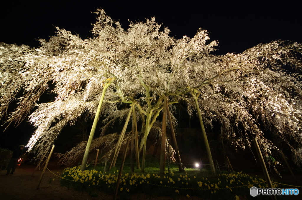 夜桜