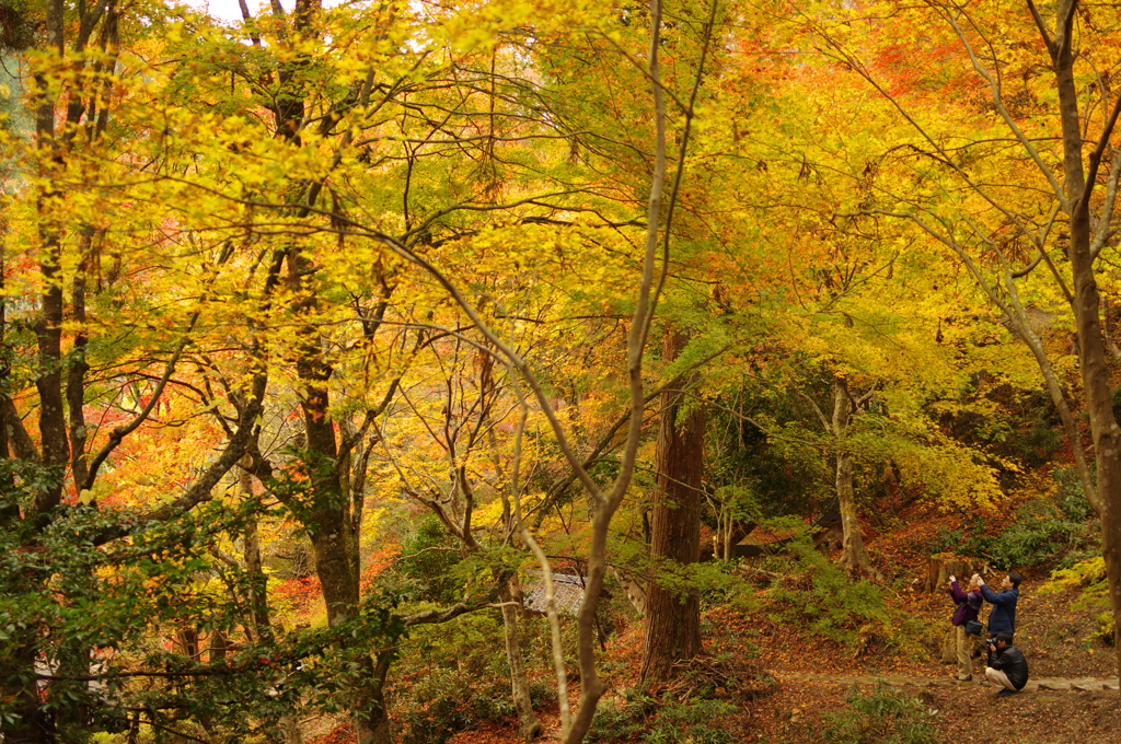 愛知　大井平公園　紅葉を撮るひと