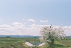 桜