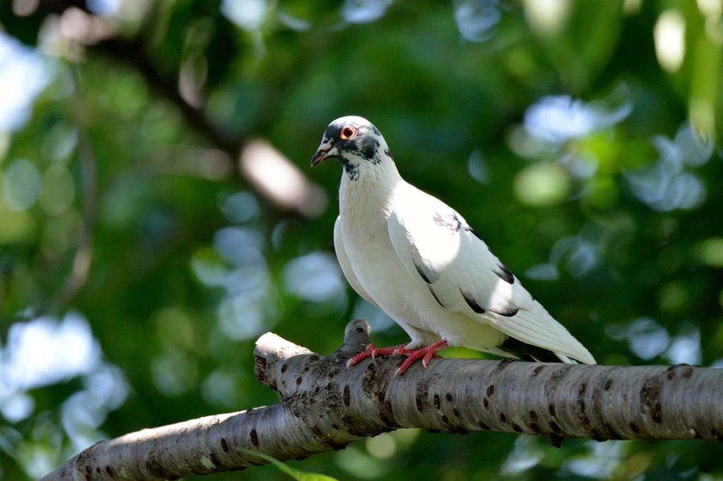 鳩さん？