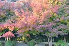 紅葉