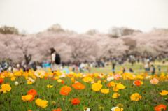 ポピーと桜並木