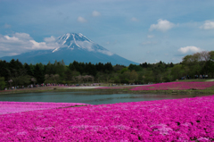 芝桜と富士