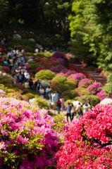 つつじ祭り