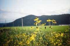 記憶色の花