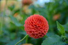 ダリヤ_6＠滝野すずらん公園