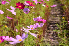 コスモス＠滝野すずらん公園