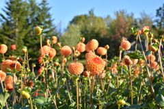ダリヤ_7＠滝野すずらん公園