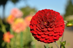 ダリヤ_4＠滝野すずらん公園