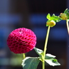 ダリヤ_1＠滝野すずらん公園