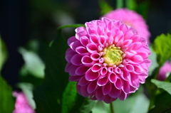 ダリヤ_2＠滝野すずらん公園