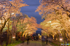 村松公園の夜桜