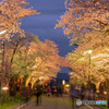 村松公園の夜桜