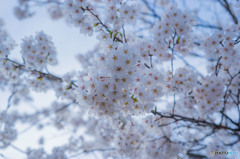 会社の桜