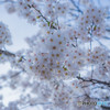 会社の桜