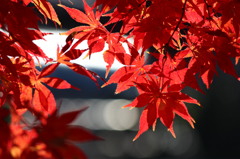 紅葉7