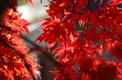 紅葉6