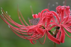 花に誘われ