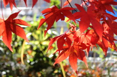 紅葉