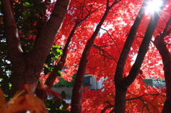 紅葉3