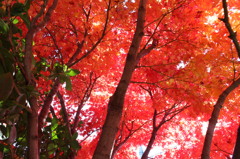 紅葉4