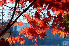 紅葉2