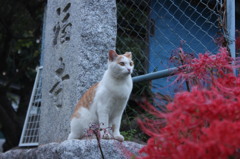猫と彼岸花