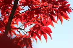 紅葉5