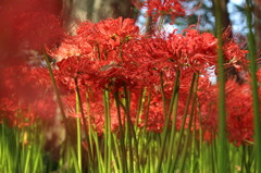 彼岸花の森