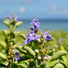 神津島　多幸湾の草花