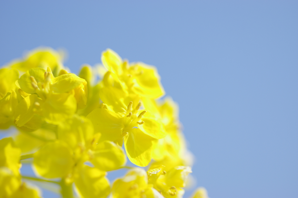 菜の花