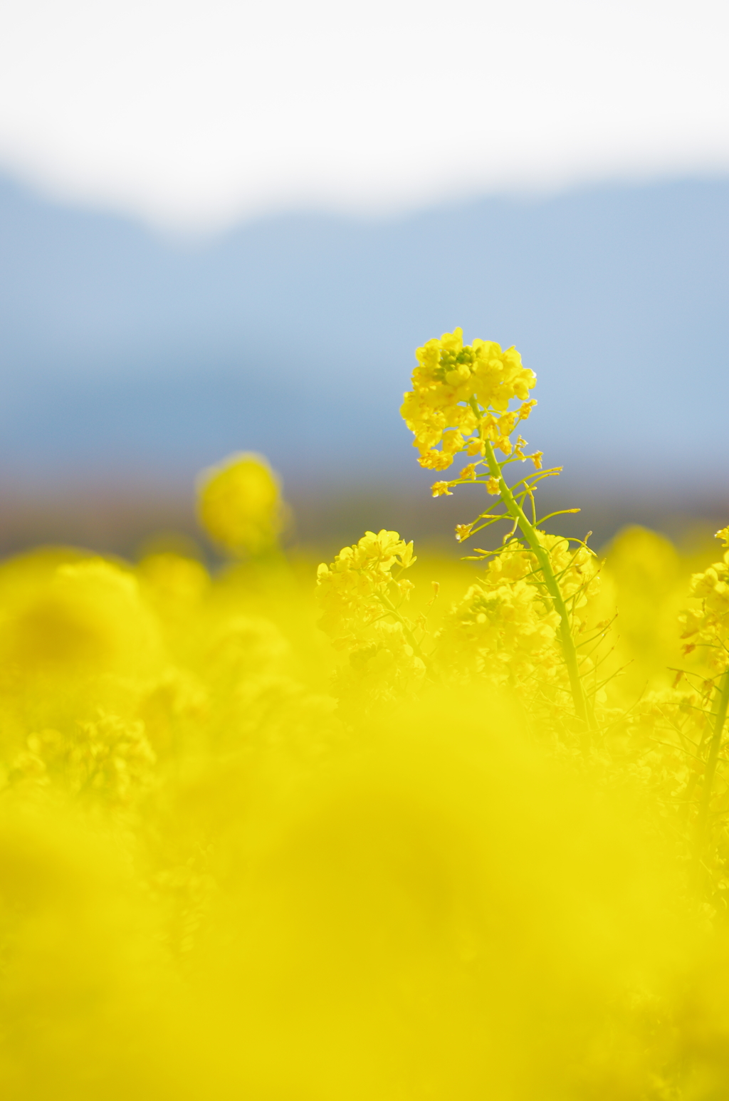 菜の花畑