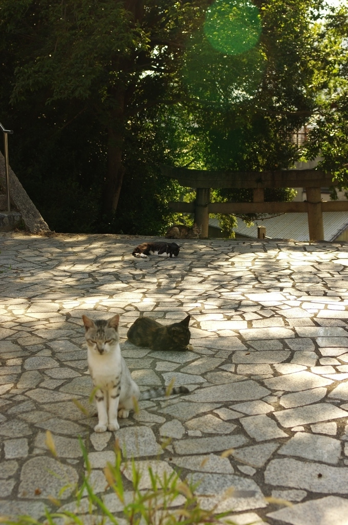 鞆の猫たち