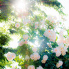 木漏れ日の花園