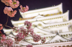 福山城天守閣と夜桜