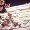 福山城天守閣と夜桜