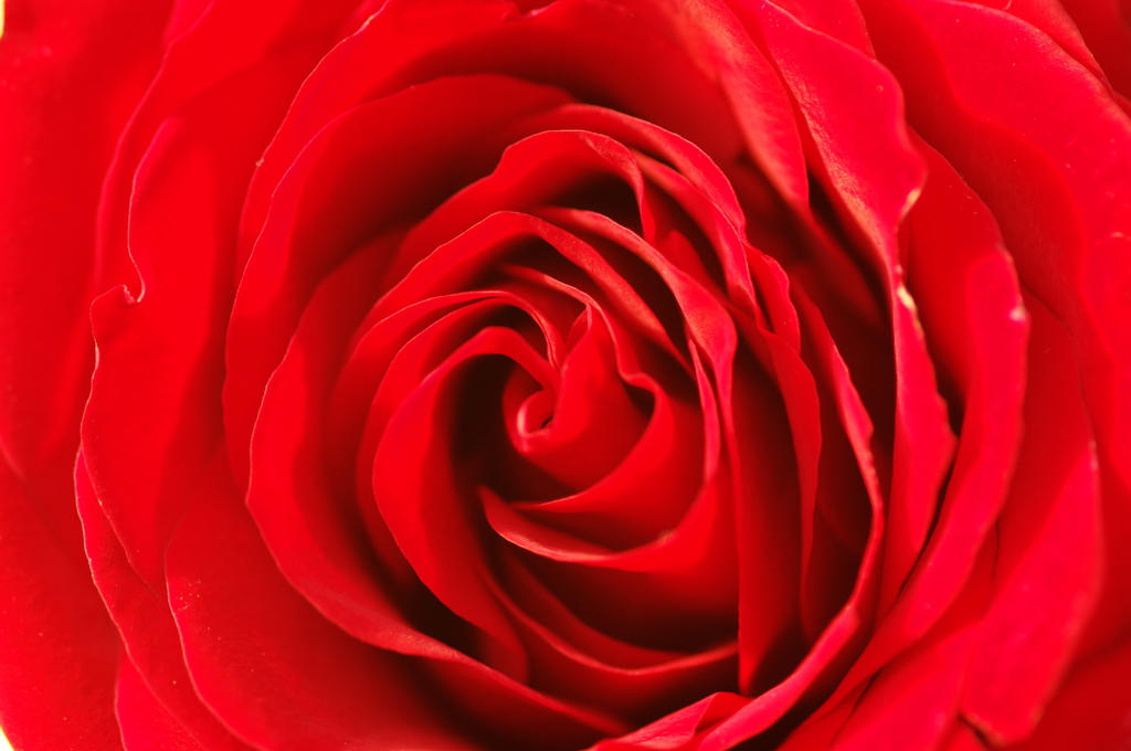 RoseMind