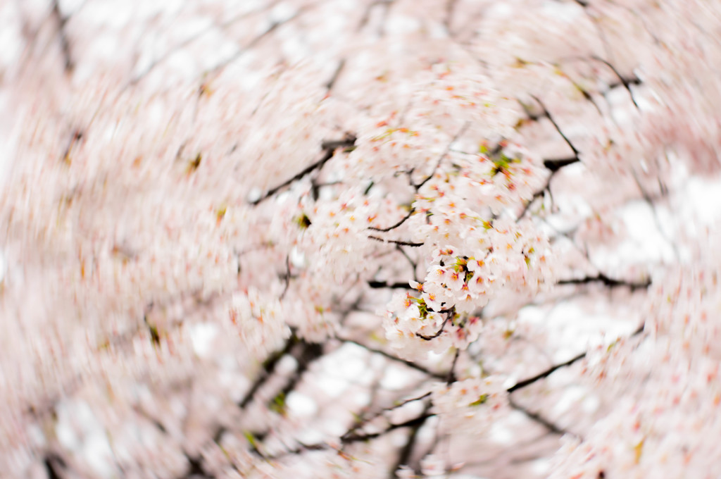 桜花乱舞