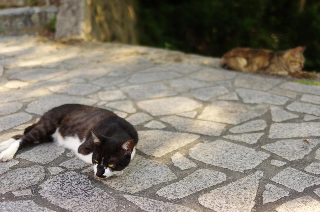 鞆の猫たち3