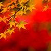 燃ゆる秋の三景園
