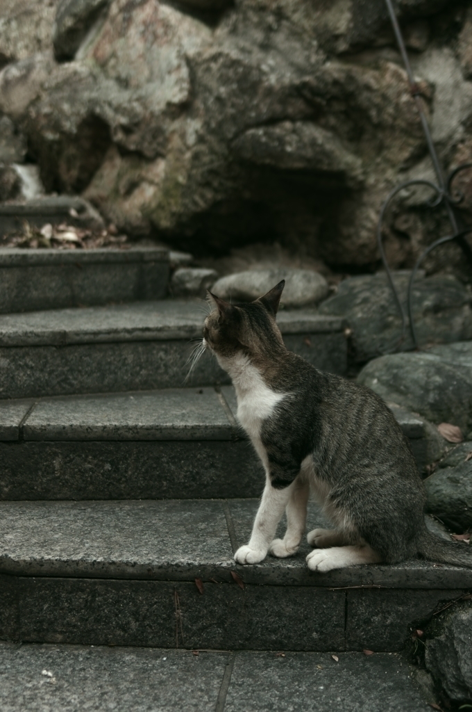 鞆の猫たち2