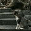 鞆の猫たち2