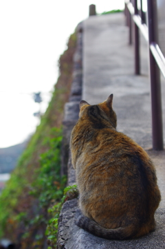 坂の町の猫